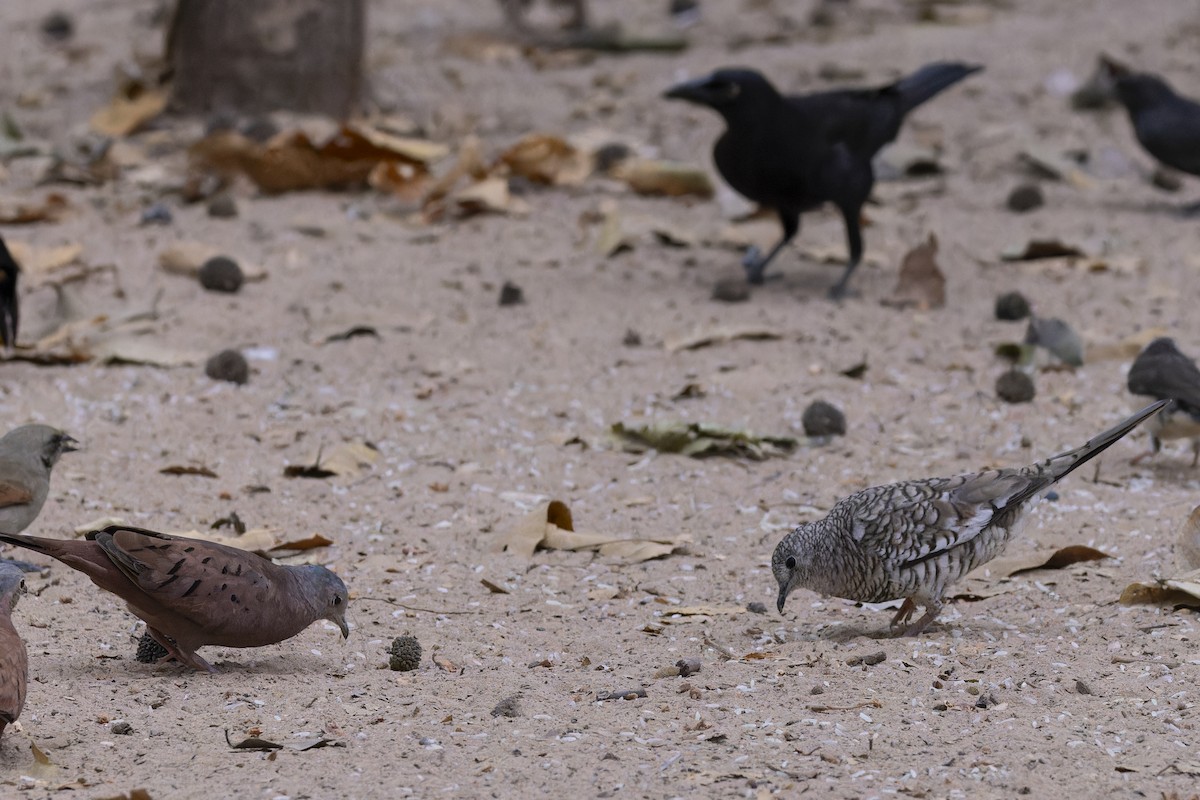 Ruddy Ground Dove - ML645194922