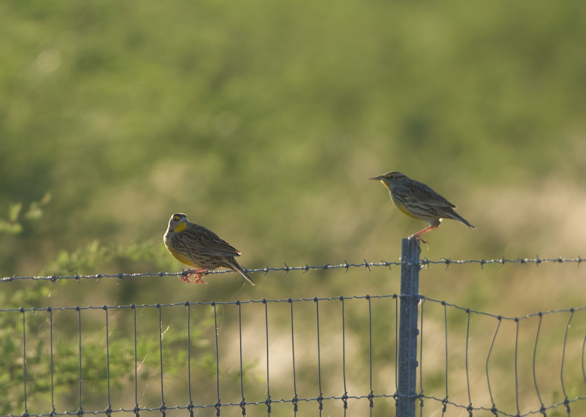 Eastern Meadowlark - ML645194923