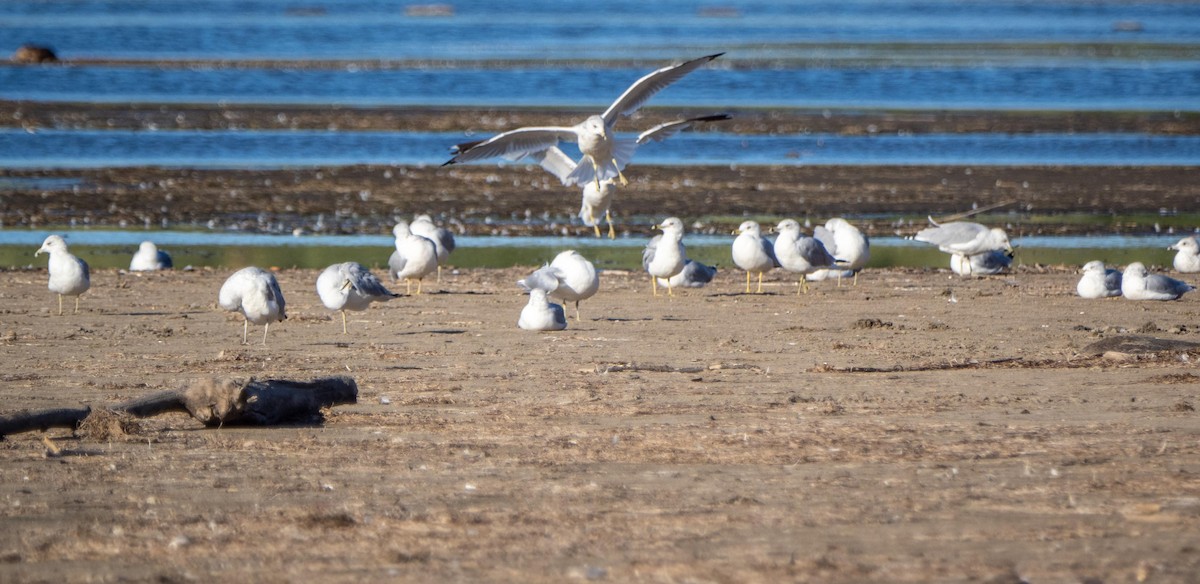 Ring-billed Gull - ML645194924