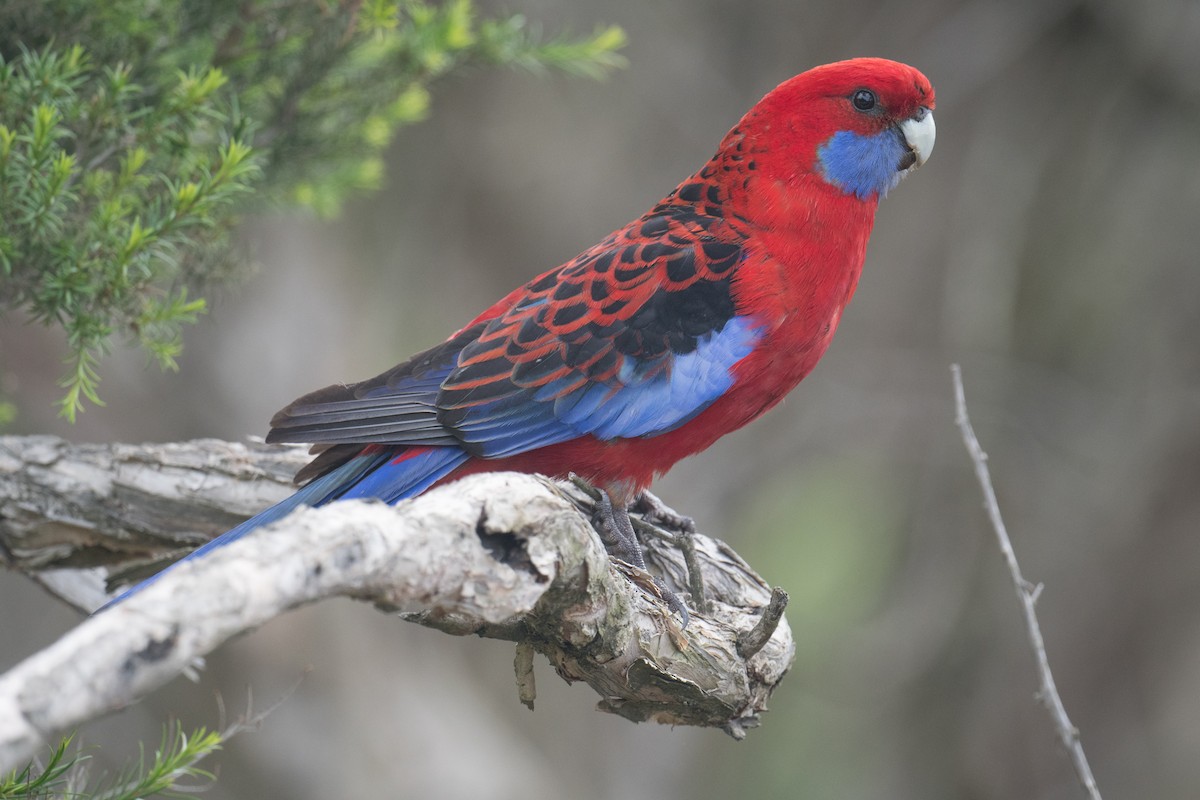 Crimson Rosella - ML645194925