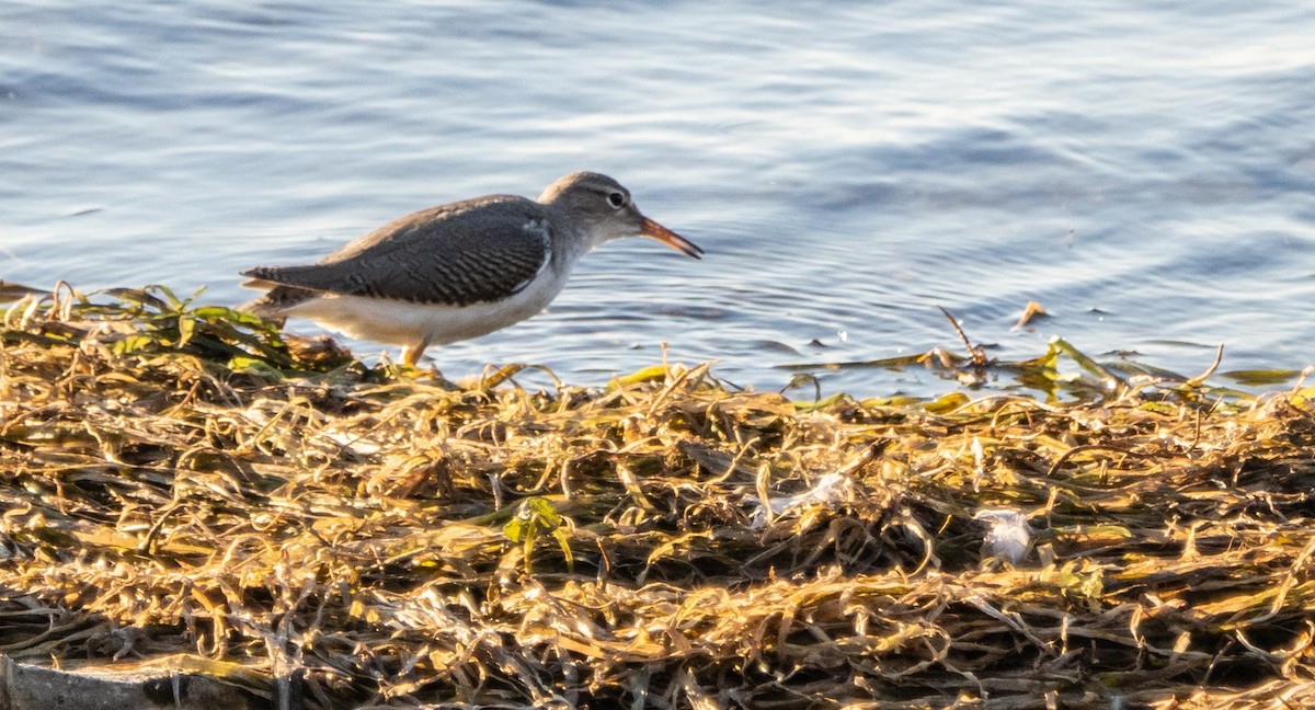 Spotted Sandpiper - ML645194926