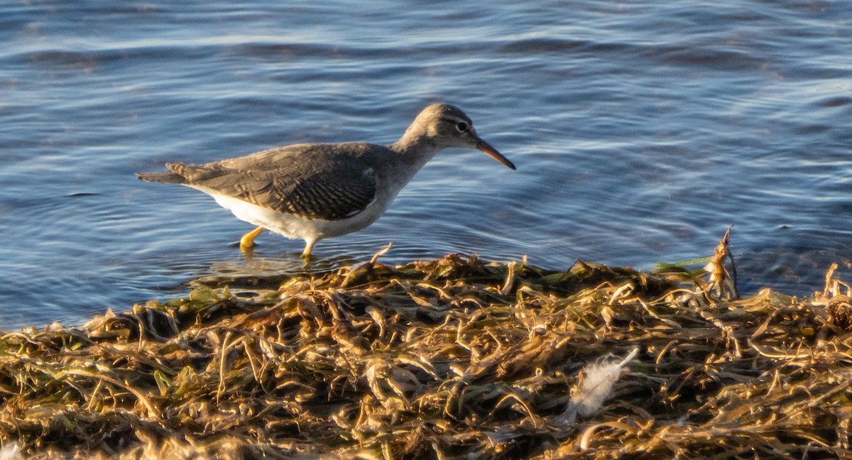 Spotted Sandpiper - ML645194927