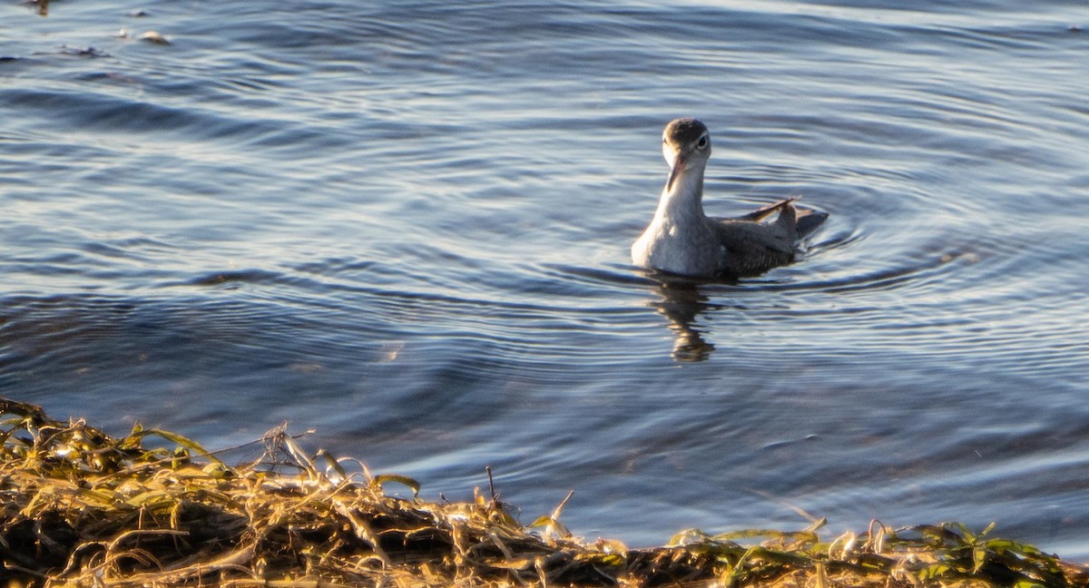 Spotted Sandpiper - ML645194928