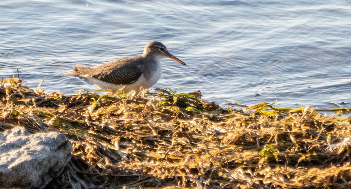 Spotted Sandpiper - ML645194929