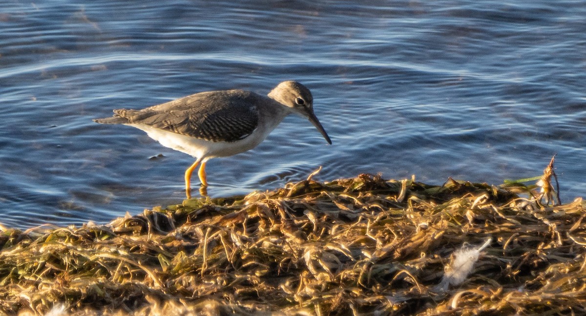 Spotted Sandpiper - ML645194930