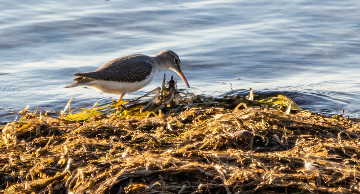 Spotted Sandpiper - ML645194931