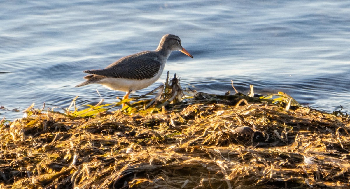 Spotted Sandpiper - ML645194932