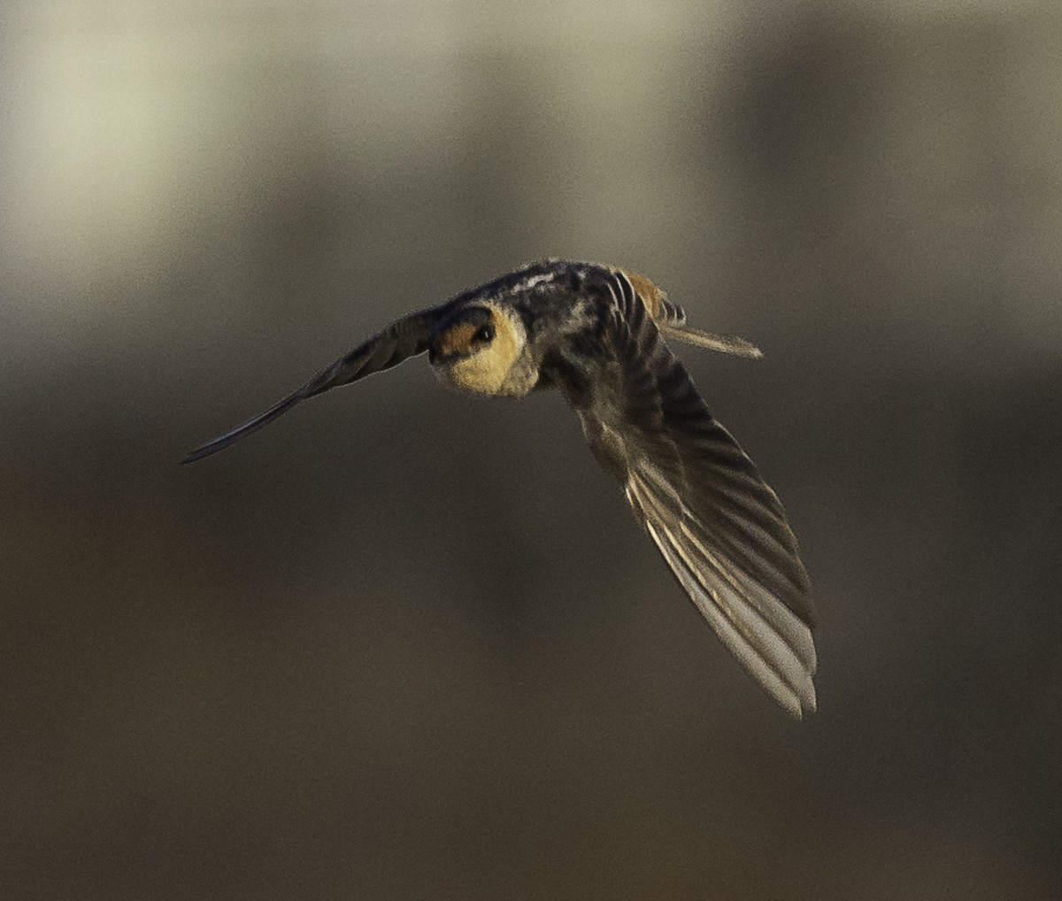 Cave Swallow - ML645194934