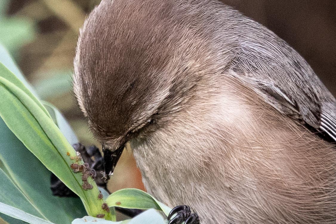 Bushtit - ML645194935