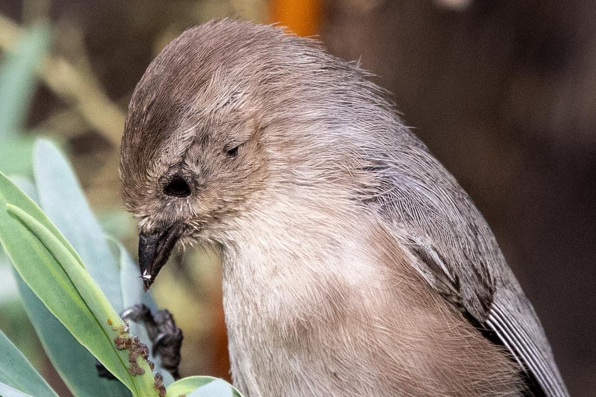 Bushtit - ML645194936
