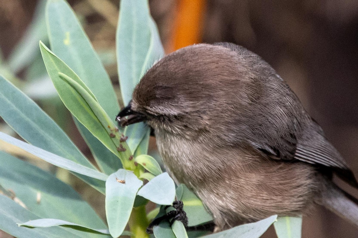 Bushtit - ML645194937