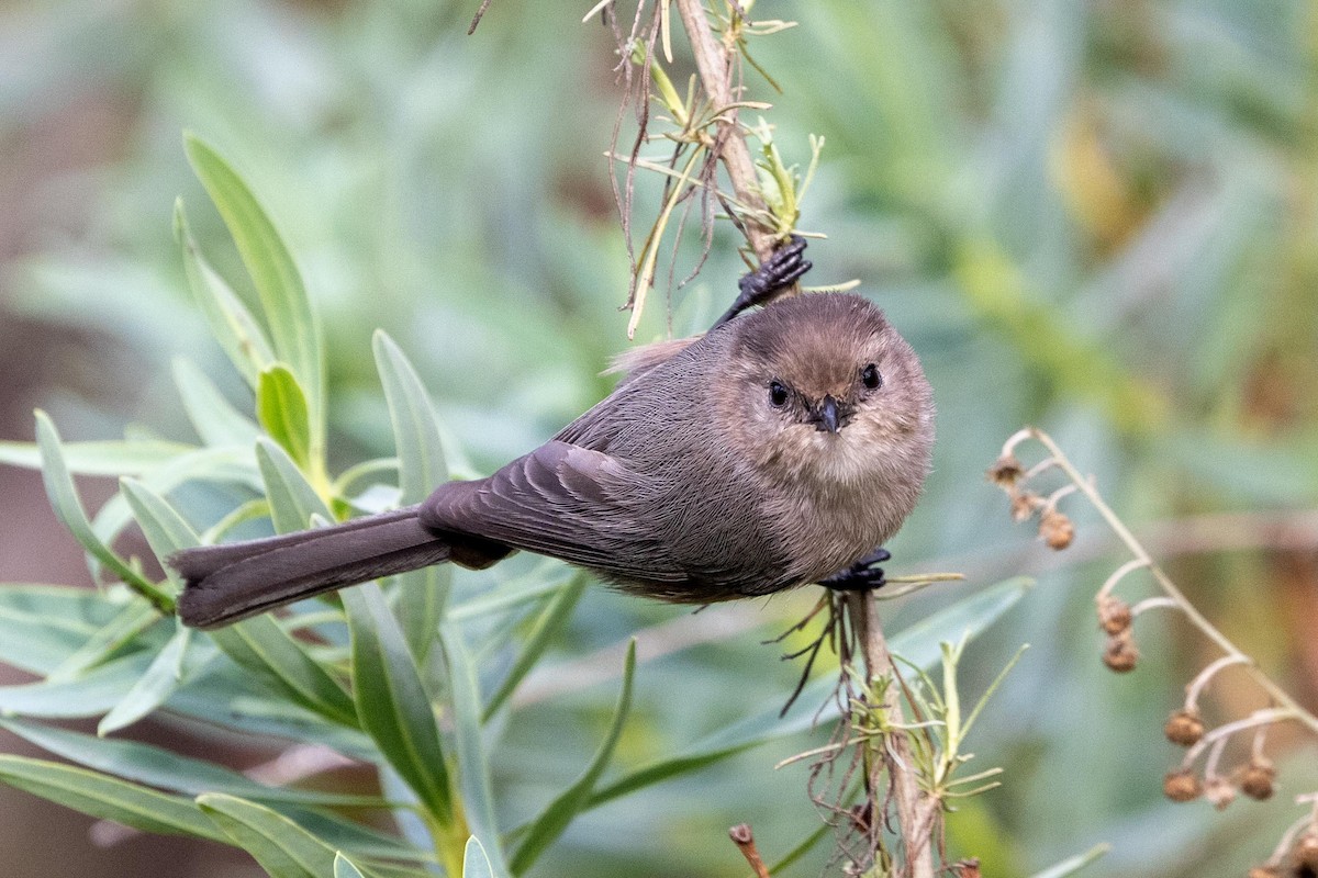 Bushtit - ML645194940