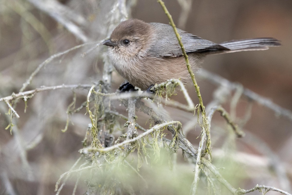 Bushtit - ML645194941