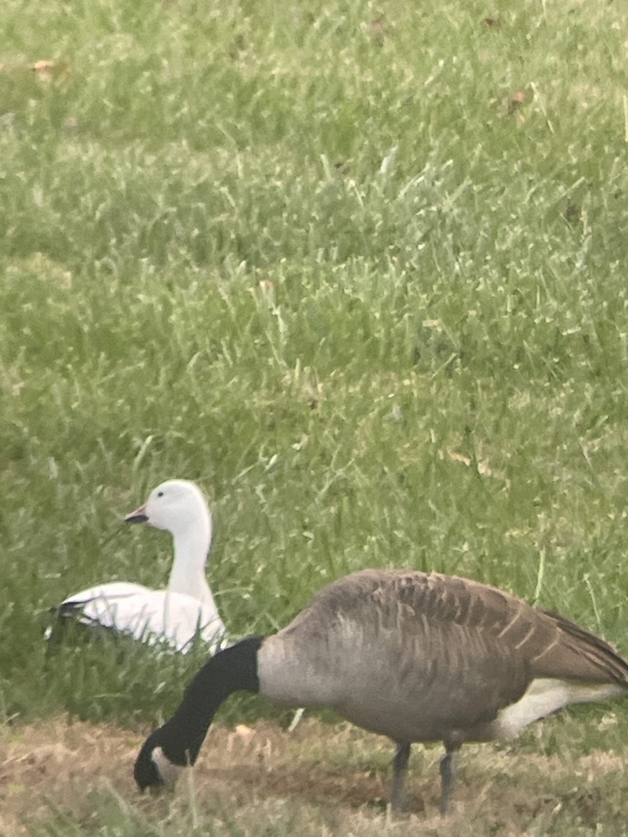 Snow Goose - ML645194942