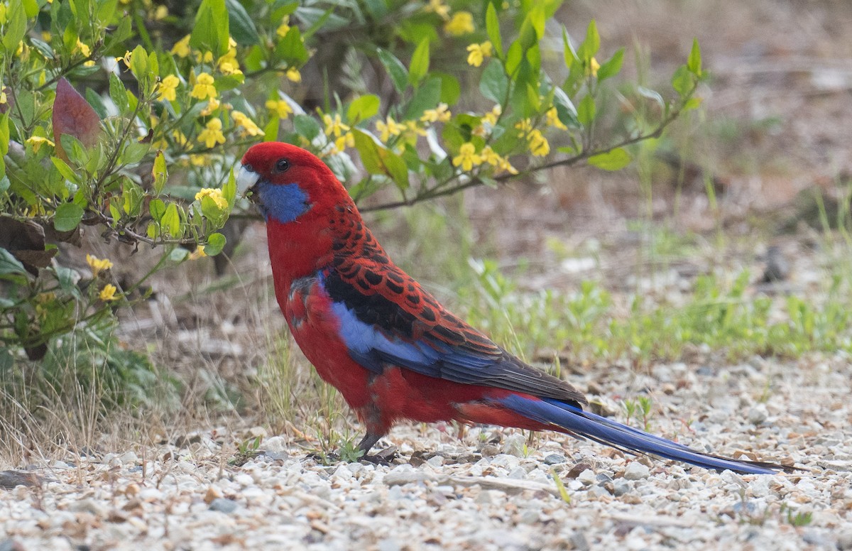 Crimson Rosella - ML645194945