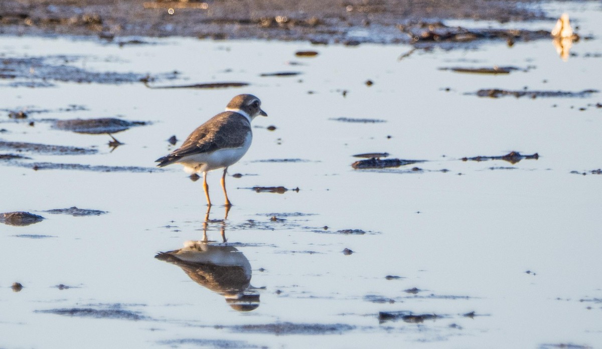 Semipalmated Plover - ML645194946