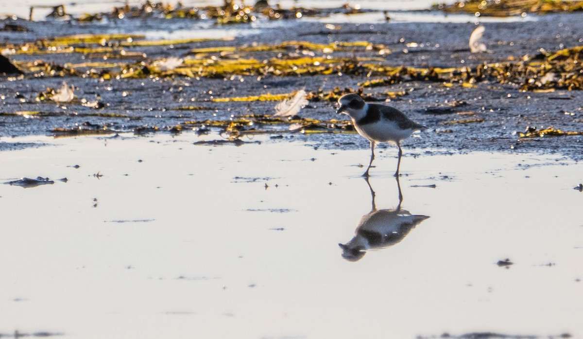 Semipalmated Plover - ML645194947
