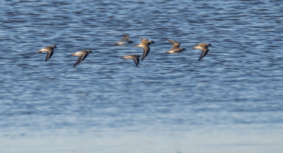 Semipalmated Plover - ML645194949