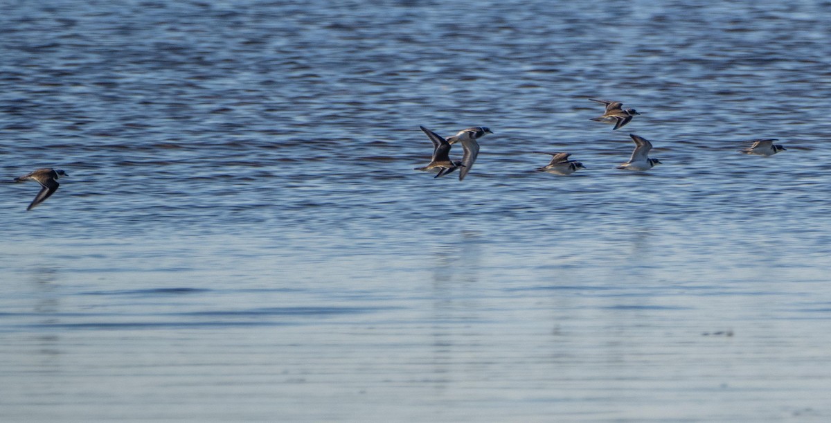 Semipalmated Plover - ML645194950