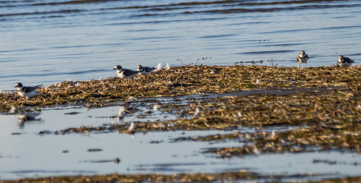 Semipalmated Plover - ML645194951