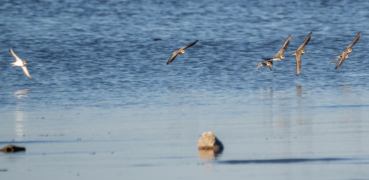 Semipalmated Plover - ML645194952
