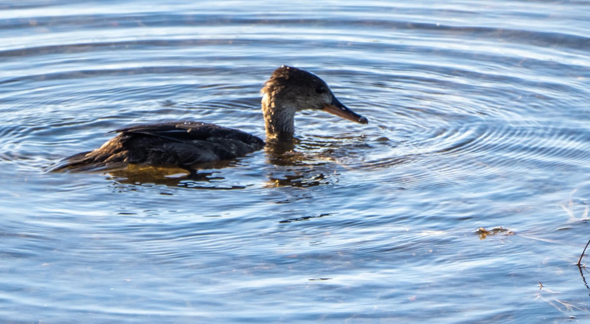 Hooded Merganser - ML645194953
