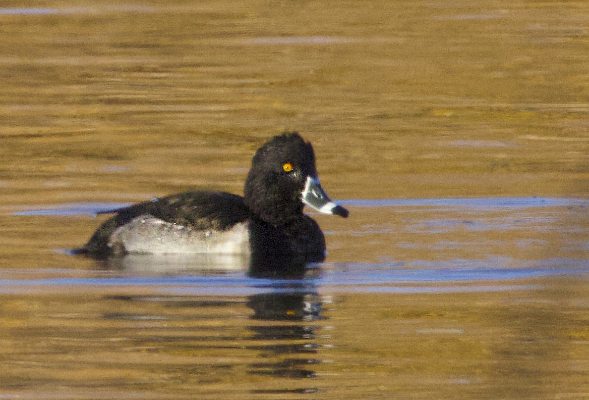 Ring-necked Duck - ML645194965