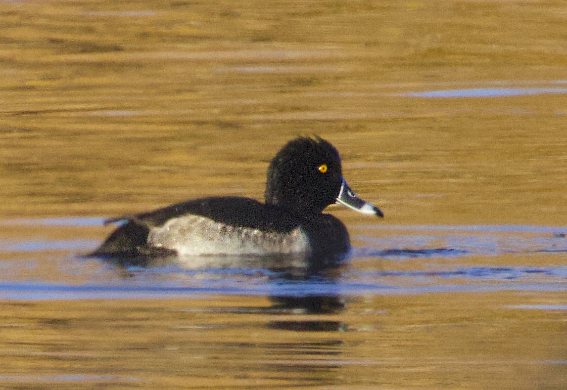 Ring-necked Duck - ML645194966