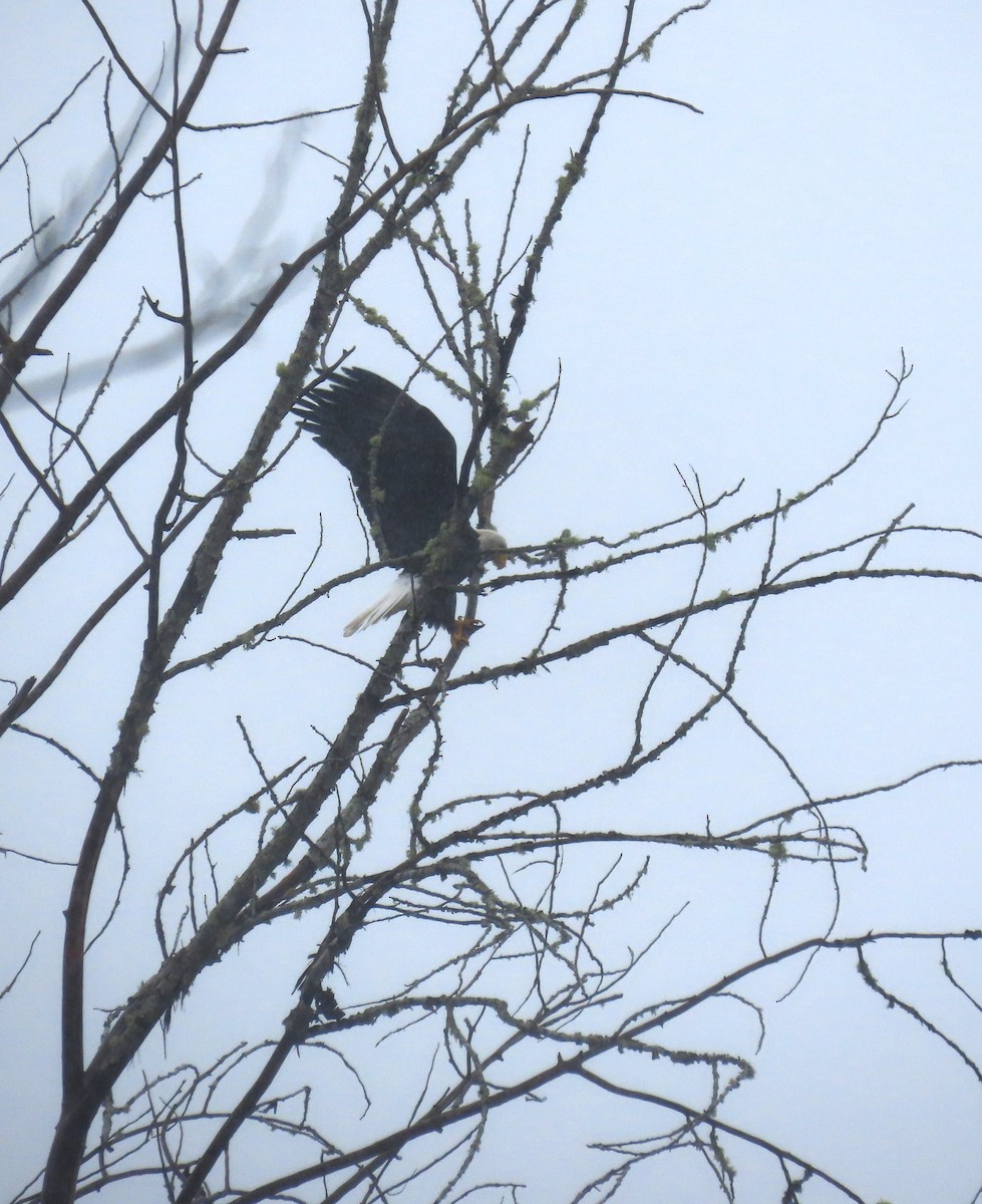 Белоголовый орлан - ML645194982