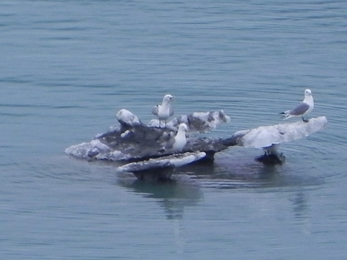 krykkje - ML645194986