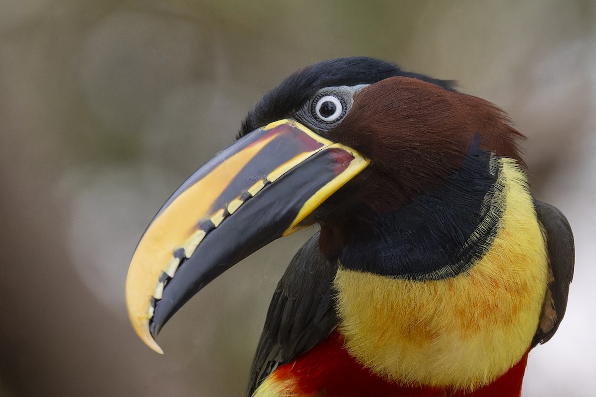 arassari hnědouchý - ML645194990