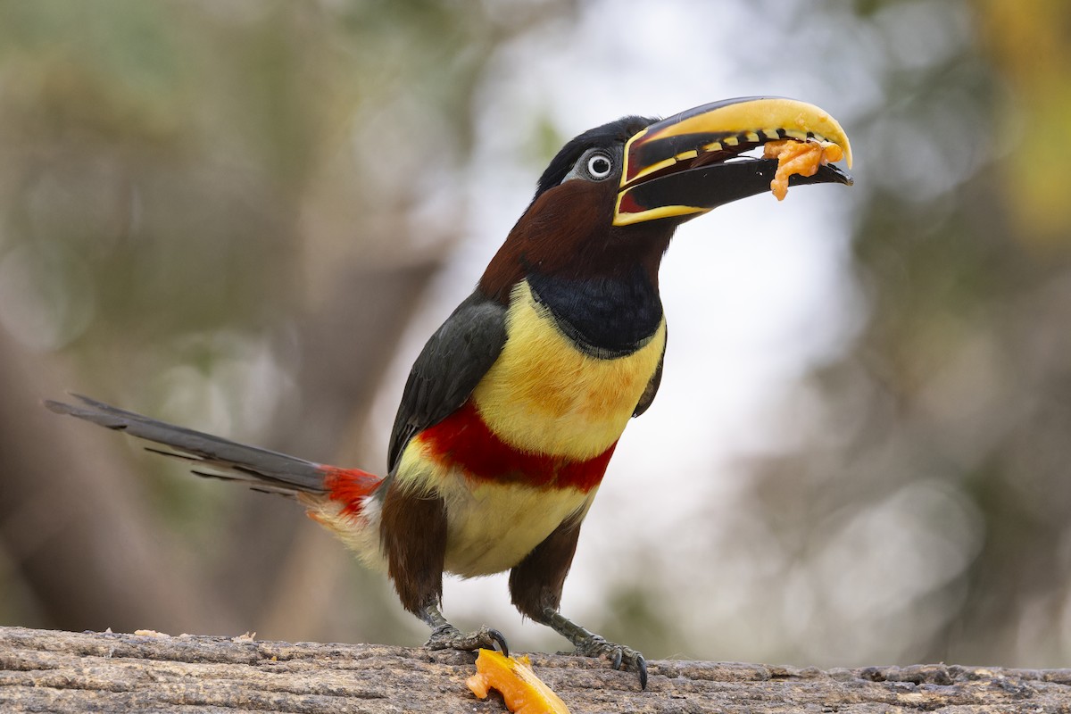 arassari hnědouchý - ML645194991