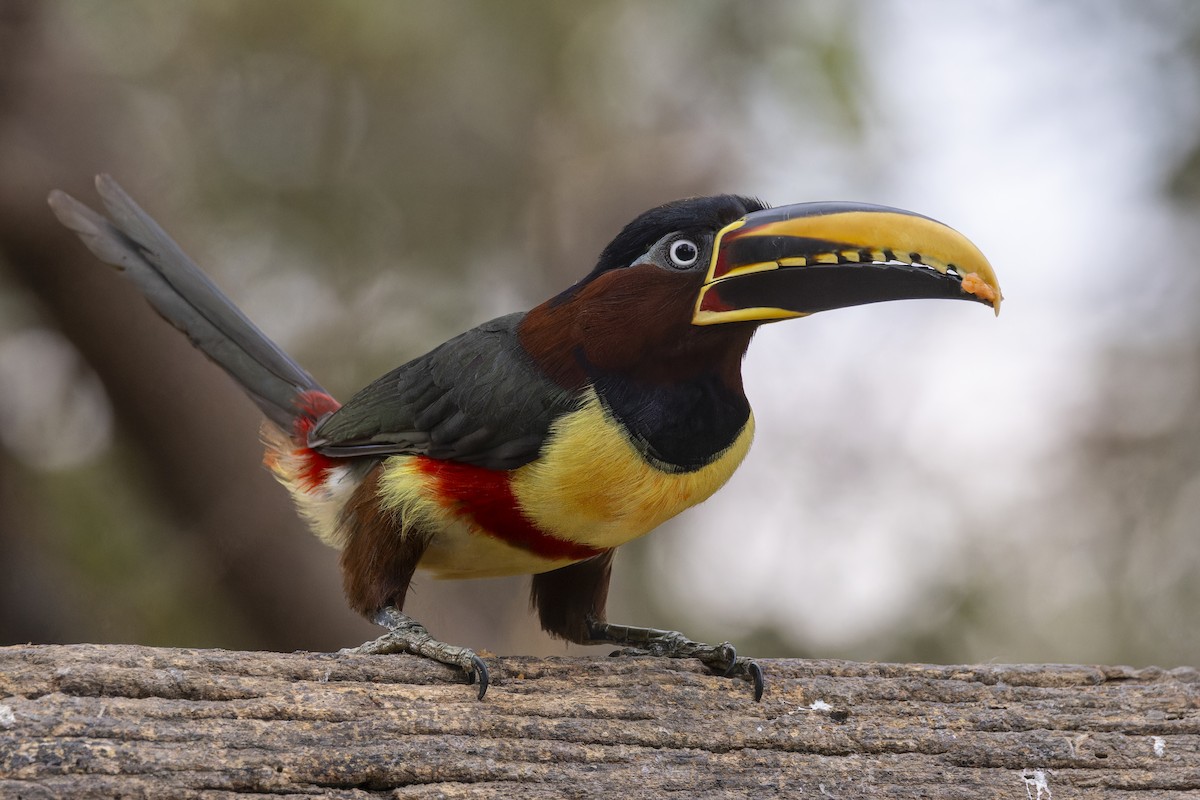 arassari hnědouchý - ML645194992