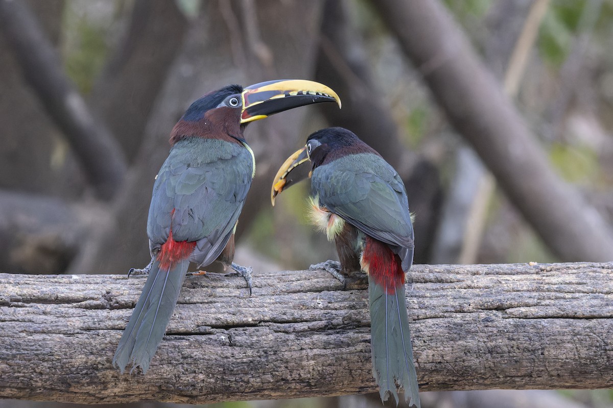 arassari hnědouchý - ML645195006