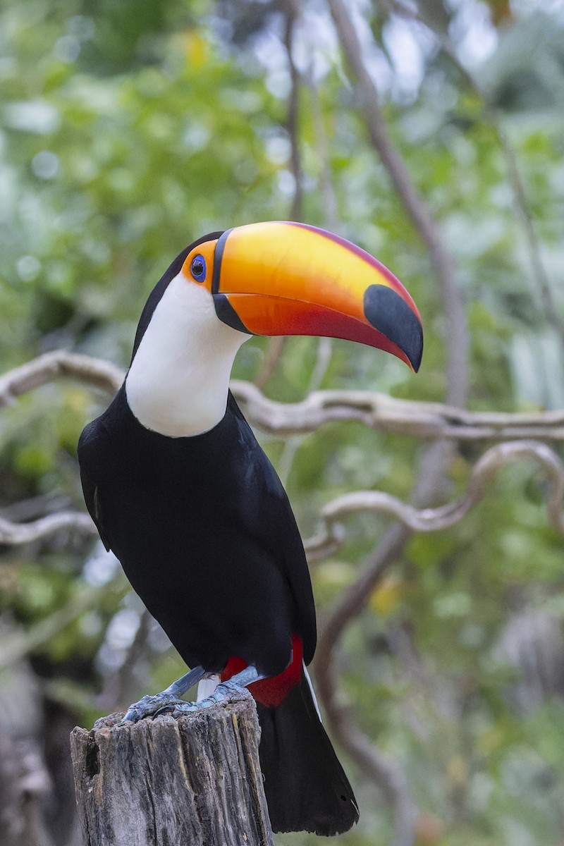 オニオオハシ - ML645195012