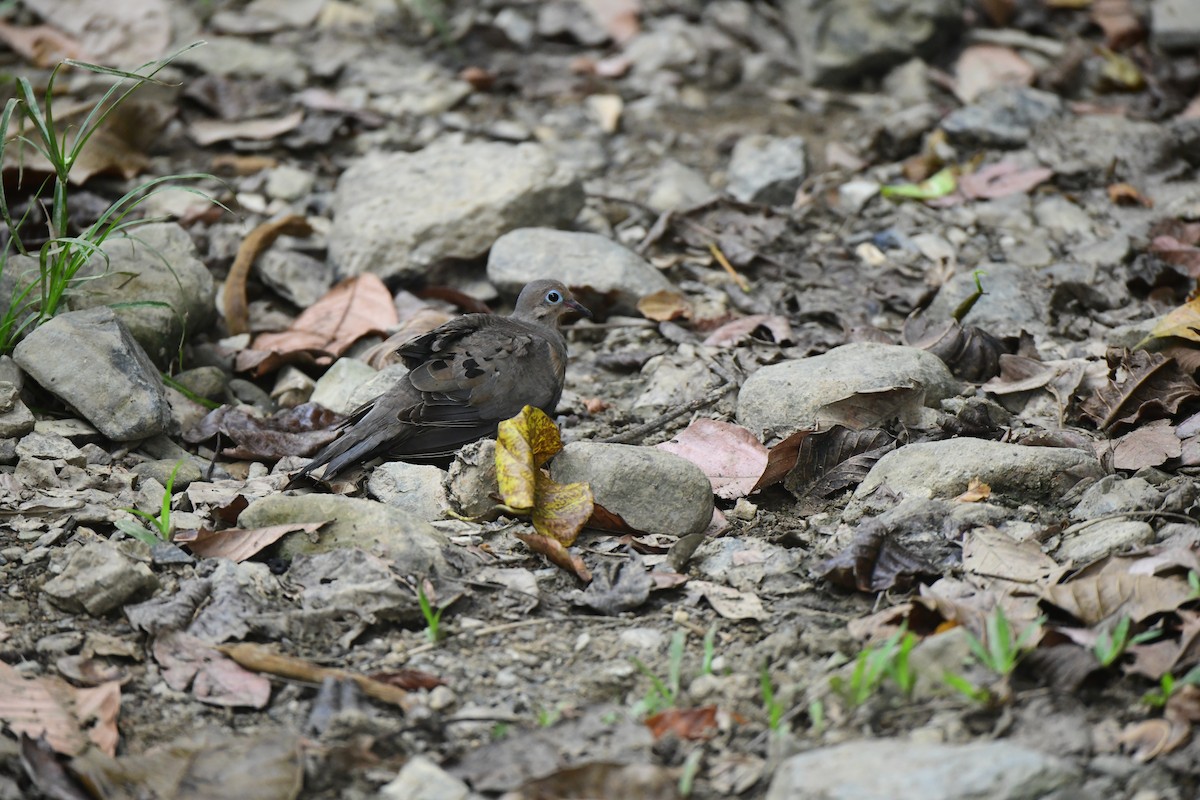 Mourning Dove - ML645195025