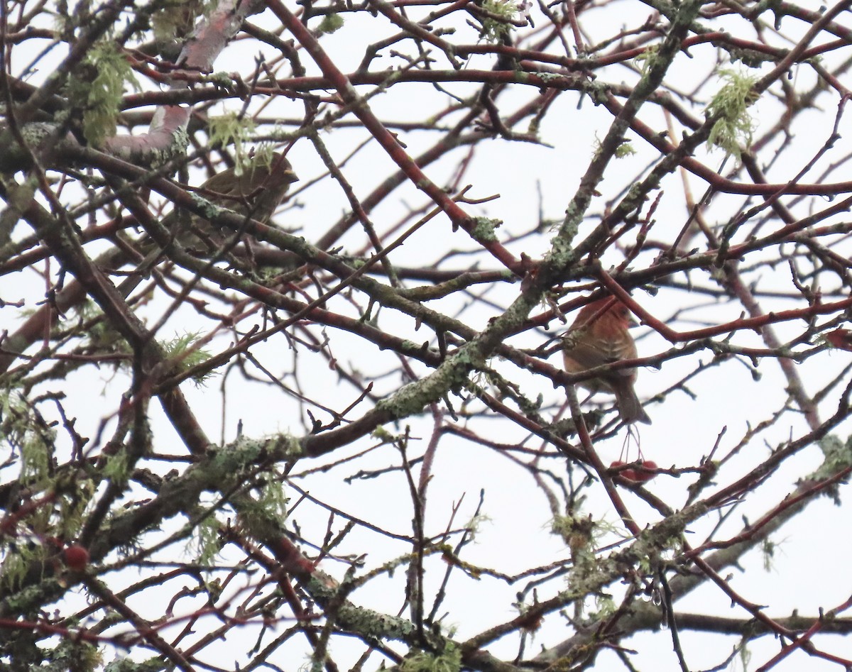 Purple Finch - ML645195029
