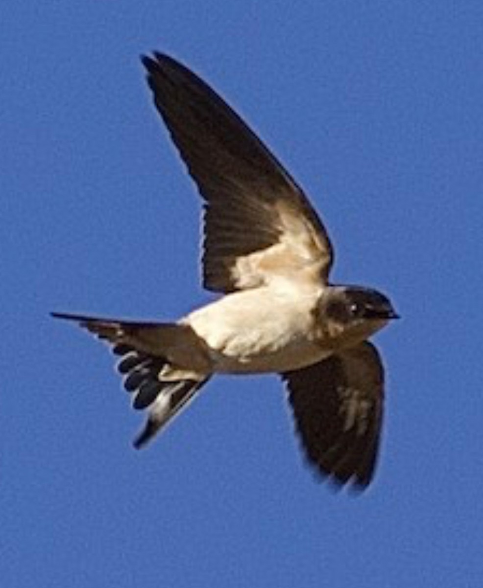 Barn Swallow - ML645195032