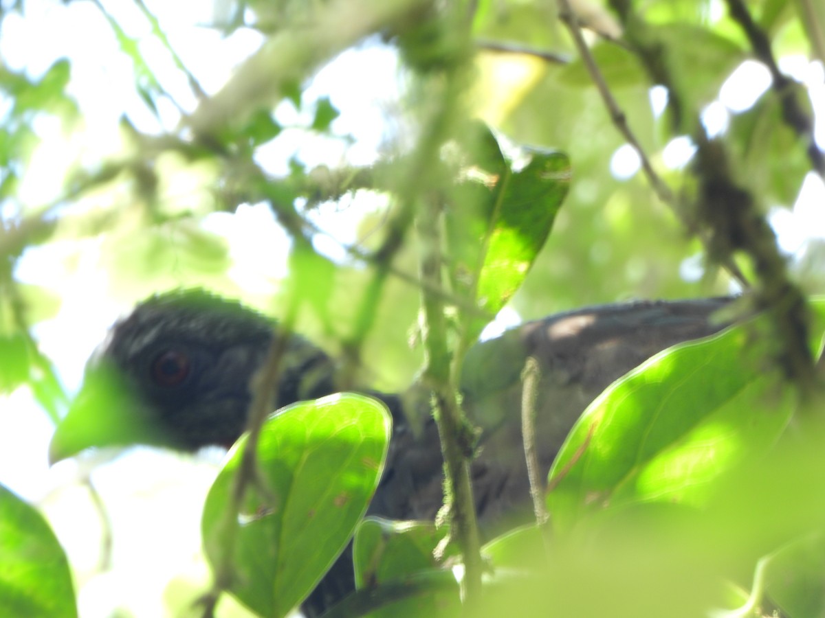 Пенелопа андська - ML645195033