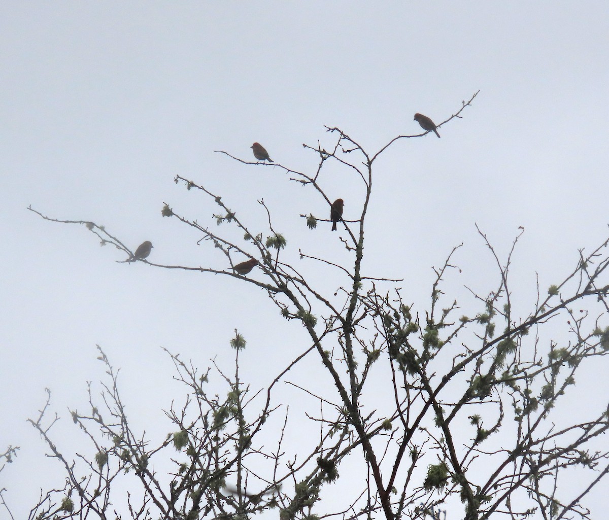 Purple Finch - ML645195049