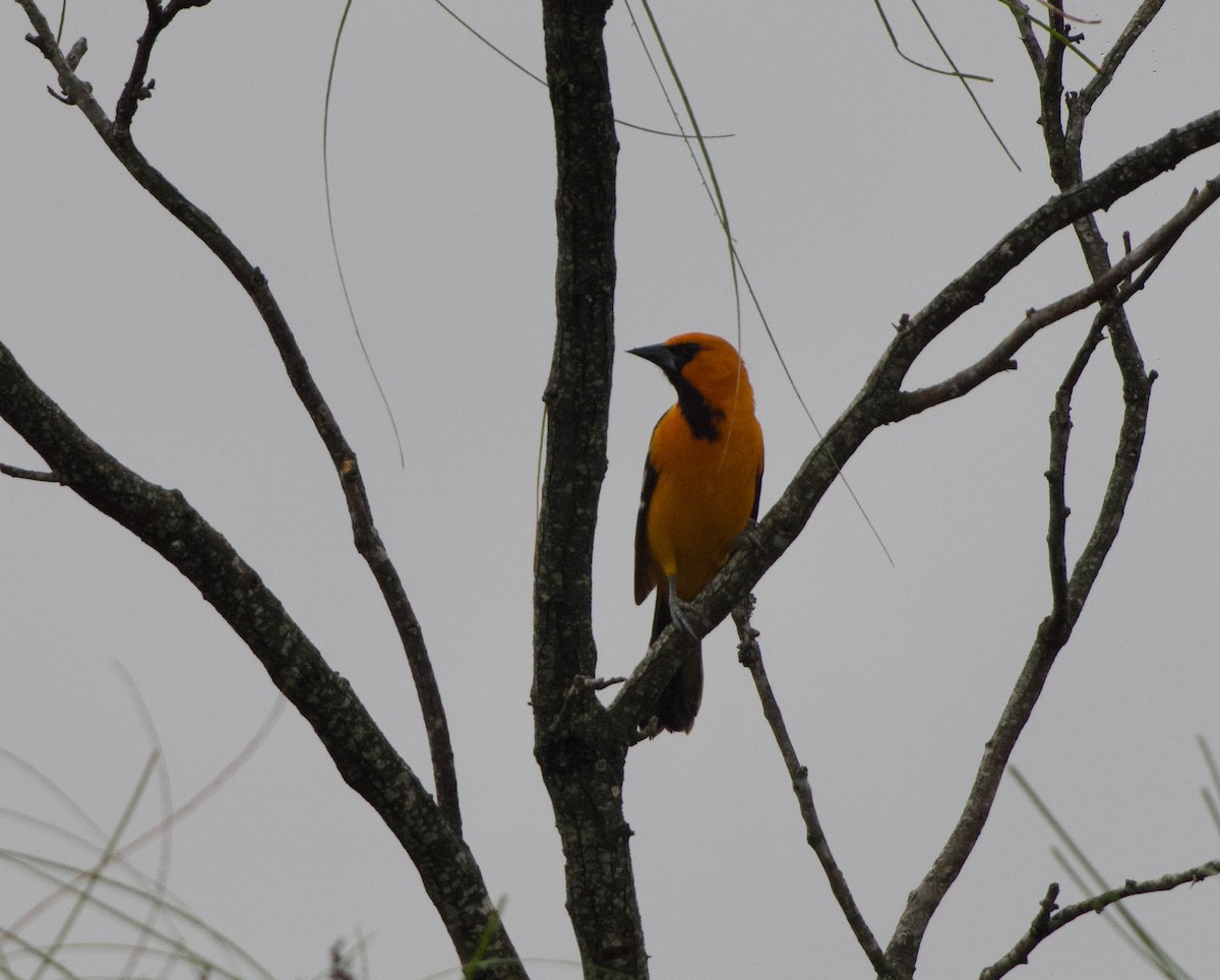 Altamira Oriole - ML645195089