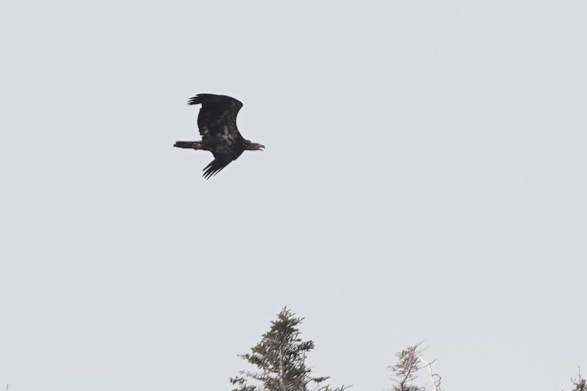 Белоголовый орлан - ML645195092