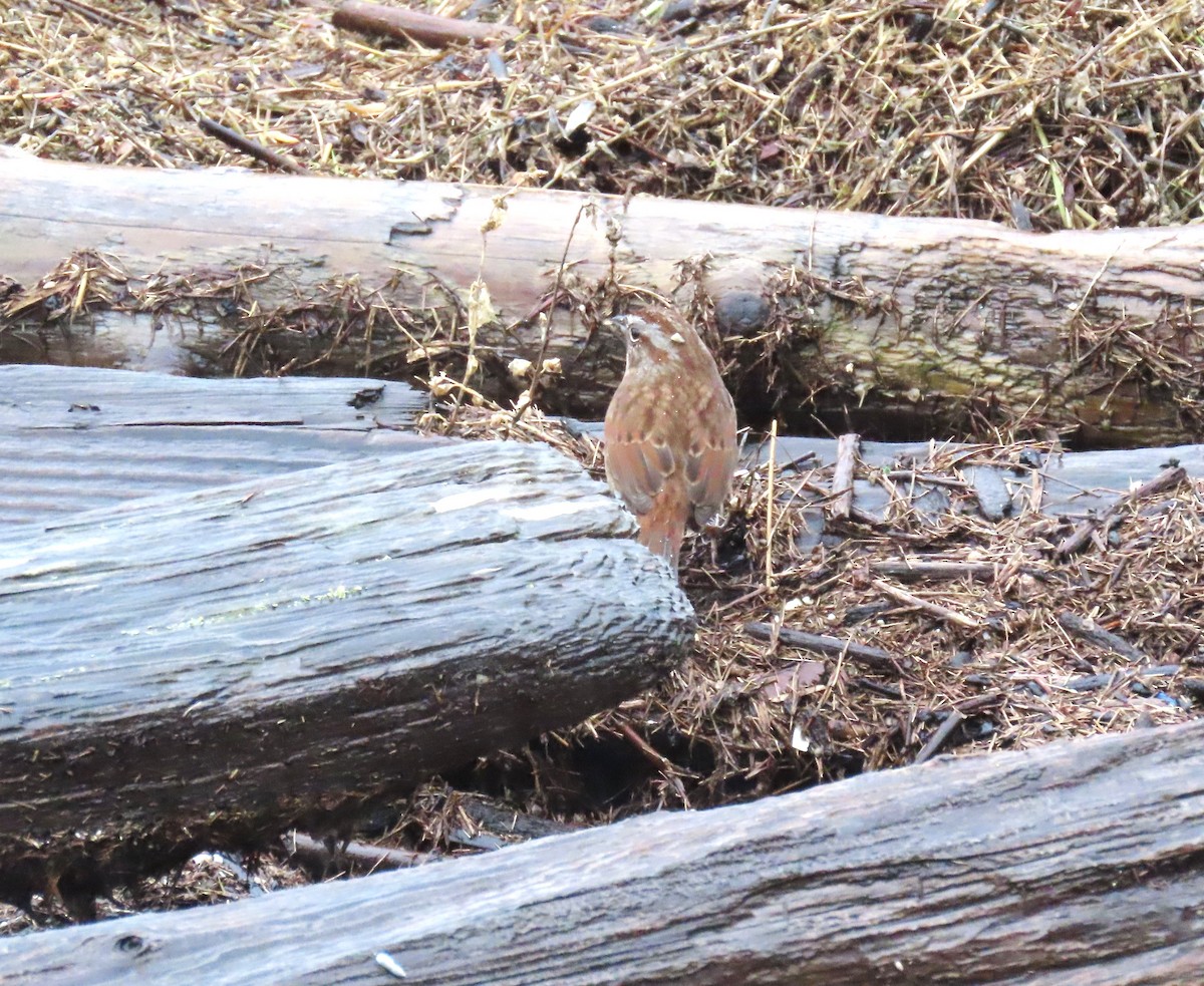 Song Sparrow - ML645195094