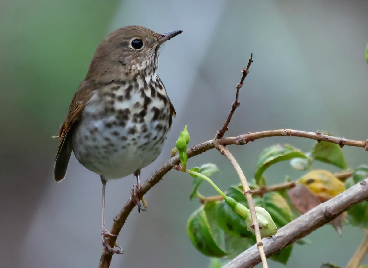 Hermit Thrush - ML645195102