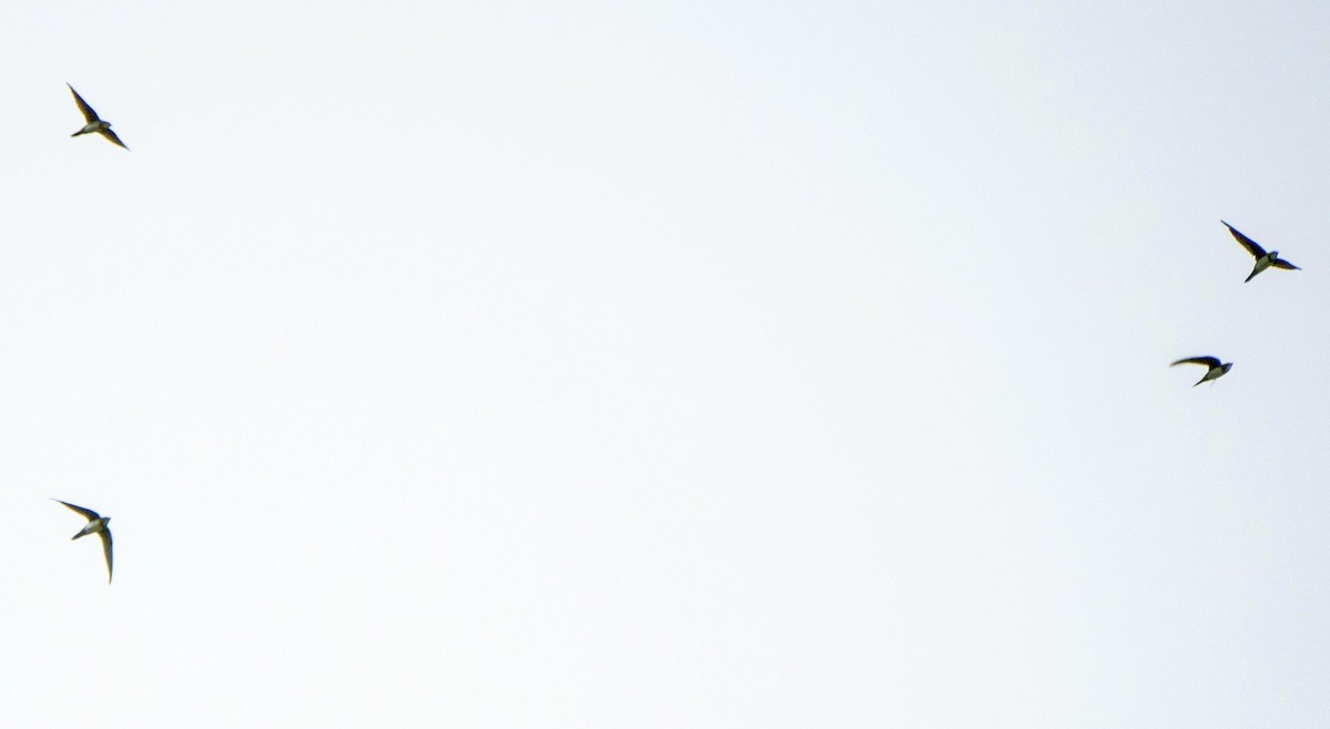 シロハラアマツバメ - ML645195104