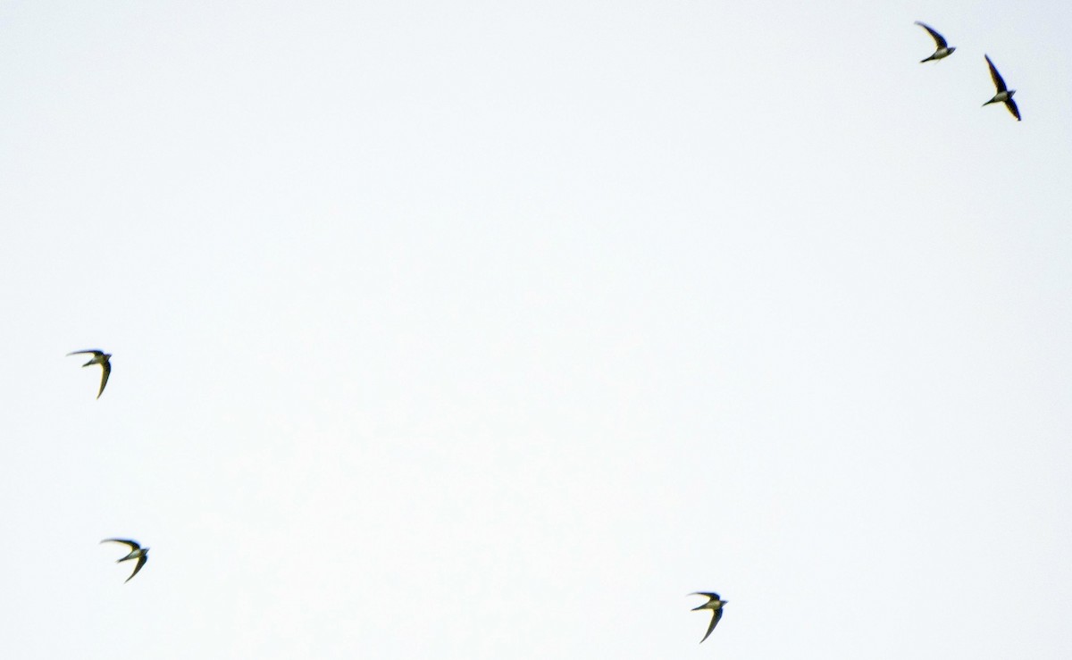 シロハラアマツバメ - ML645195105