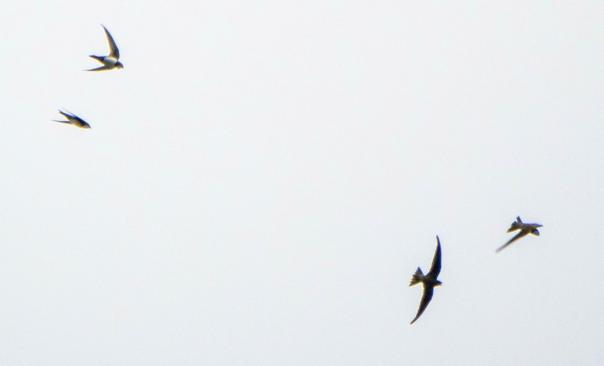 シロハラアマツバメ - ML645195106