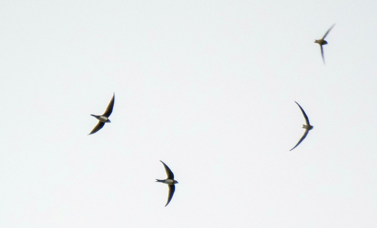 シロハラアマツバメ - ML645195107