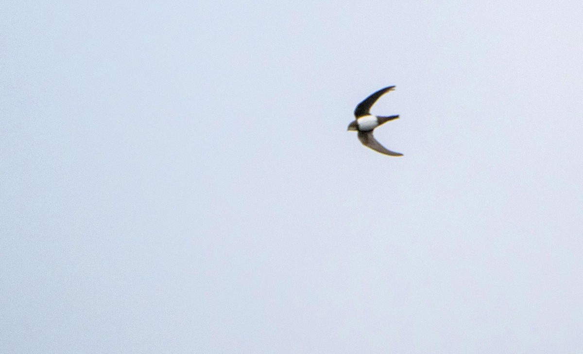 シロハラアマツバメ - ML645195108