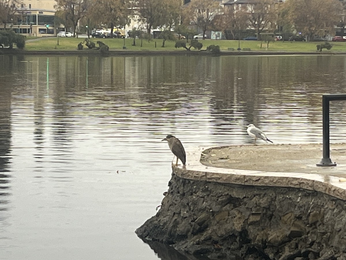 Black-crowned Night Heron - ML645195110
